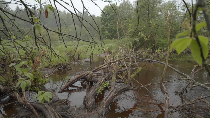 Trees gnawed and harvested by beavers. Beaver Dam. A river in a forest flows and foams among branches with moss, trees, stones. Shooting from steadicam on a summer morning day. Shooting a bit slow