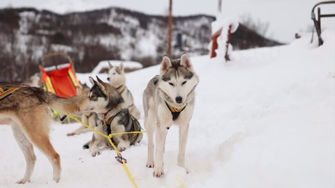 A Dog Sledding Team Getting Ready to Run in a Snowy Environment, Slow Motion