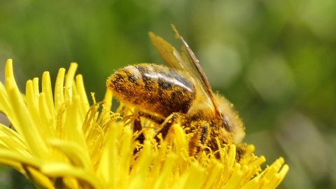 Macro close up of Bee Collecting Pollen in Yellow Flower during pollination time