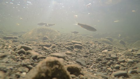 Various fishes swim in cold turbidity water of stony creek in autumn season