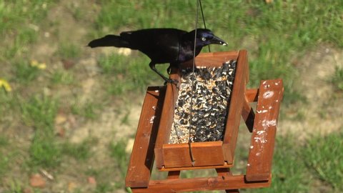 Common grackle, a black bird with blue tinted feather eating seeds on the picnic table bird feeder