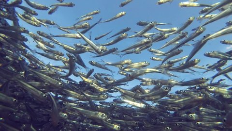 Massive school of small fish swims under surface of blue water, on blue sky background. Low-angle shot