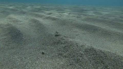Flounder lies on sandy bottom. Wide-eyed Flounder (Bothus podas) Underwater shot. Mediterranean Sea, Europe.