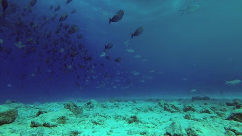 Big school of Yellowfin Surgeonfish - Acanthurus xanthopterus swim over reef under boat, Indian Ocean, Maldives, Asia