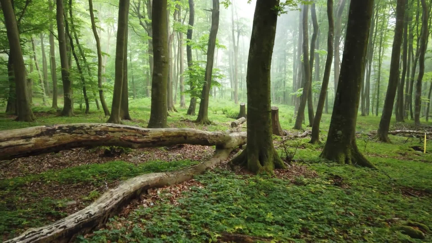 footage of the Forest in Gwydir Forest Park in Wales  , taken by handheld camera