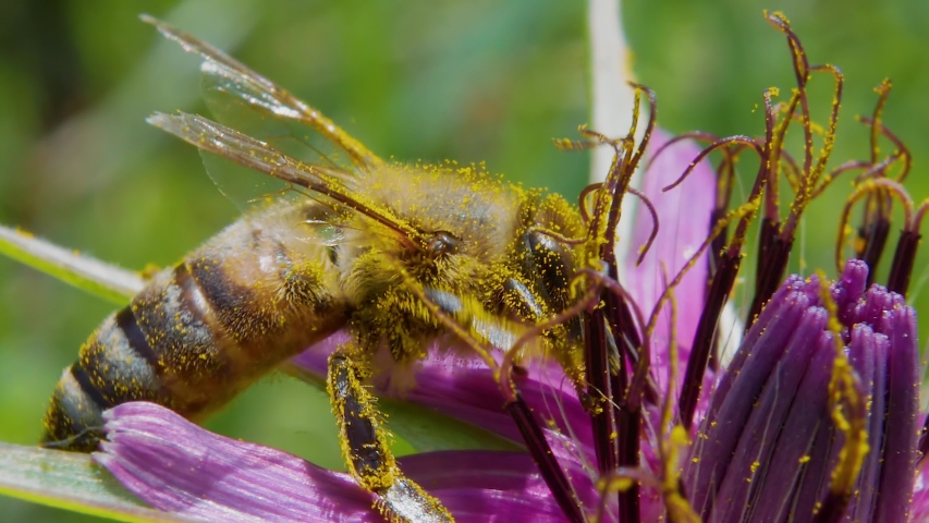 Extreme close up profile view of pollen covered honey bee working and pollinating purple flower and fly away