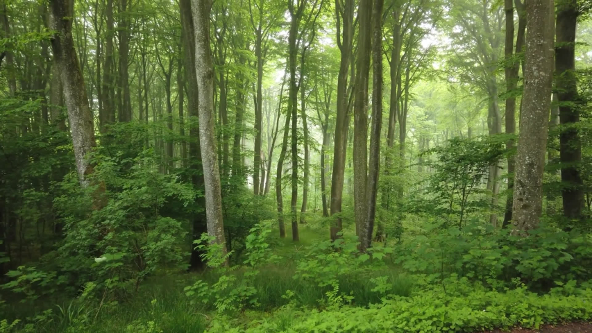 Gwydir Forest Park \ Wales footage of the Forest in Wales, taken by handheld camera | Shutterstock HD Video #1054262315