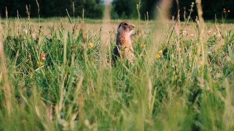 Two Young Gopher looking for food in a lush green meadow. Gopher in the wild. Ground squirrel.