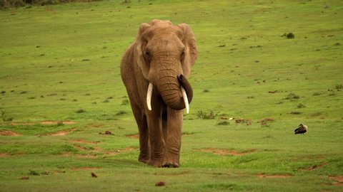 Portrait of African elephant walking on grass, lifting trunk, flapping ears, and wagging tail, South Africa