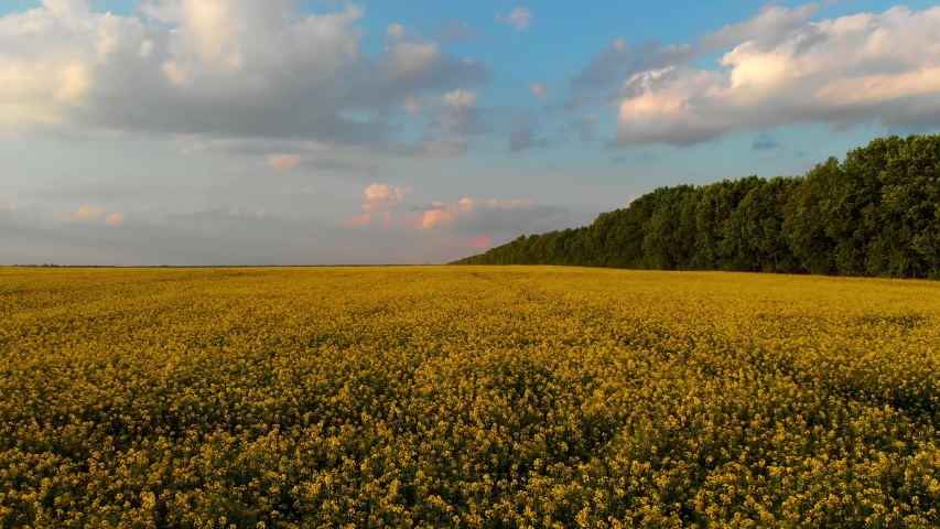 Low quadcopter flight over a field of yellow flowering rapeseed. Beautiful blue sky with white clouds. Trees with green leaves.
