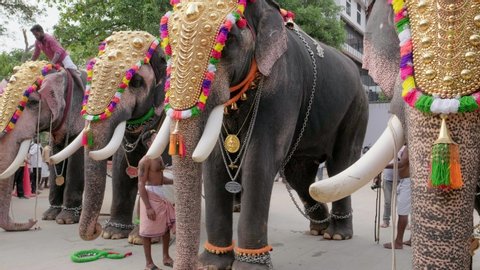 46 Kerala Decorated Elephant Stock Video Footage - 4K and HD Video Clips | Shutterstock 46 Kerala Decorated Elephant Stock Video Footage - 4K and HD Video Clips | Shutterstock