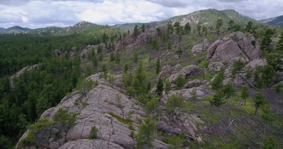 Forests in the Black Hills in Custer State Park, South Dakota image ...