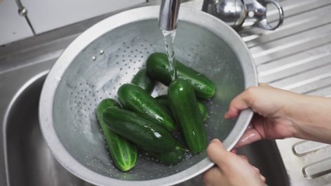 Cleaning organic cucumbers in the kitchen. A woman washing freshly-picked ripe cucumbers in colander