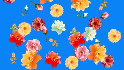 Beautiful roses flowers animation, removable background using chroma key, seamless loop