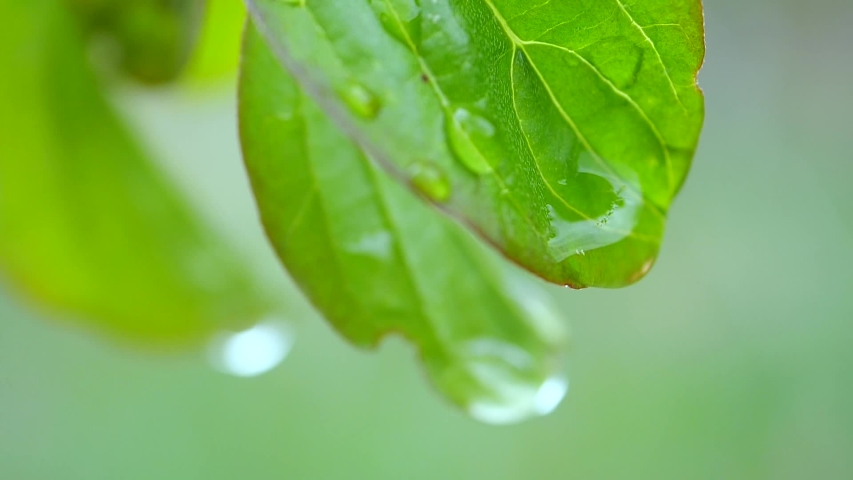Green leaf with dew drops | Shutterstock HD Video #1054274027