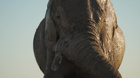 Close up of wet large African elephant male standing in sunlight, tilt up, Africa