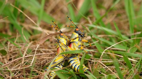 Close up of vibrant Elegant Grasshoppers copulating or mating in short grass