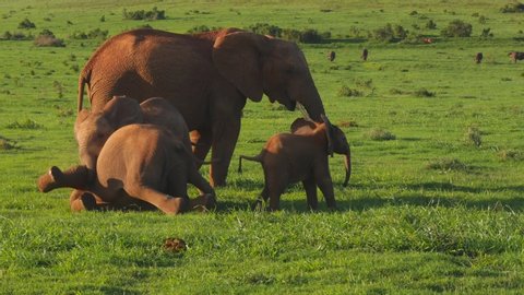 African elephant calves play wrestling on the grassy plains of Addo Elephant Park.