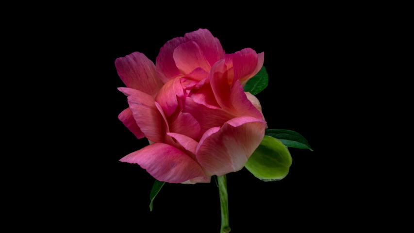 Timelapse of beautiful pink ( coral) peony flower blooming on black background. Waving pink peony petals close-up. Royalty-Free Stock Footage #1054279796