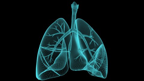 Pneumania lungs image rotating 360 degree. Lungs damage caused by the coronavirus. Covid-19 studying human lungs