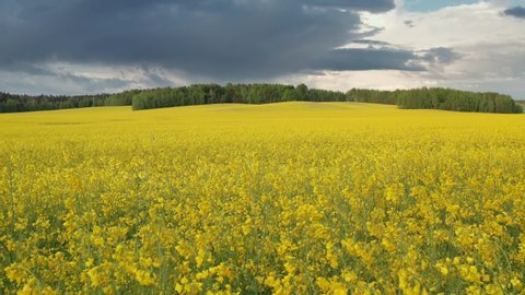Drone flies low over yellow rapeseed field. Hilly area and forest on horizon. Warm sunny summer day, rolling clouds in sky. Blooming canola field. Aerial view landscape. Beautiful yellow flowers