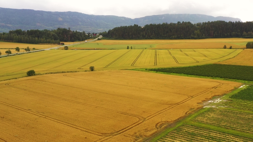 Aerial drone view of the combine harvester in Norway wheat fields. Aerial view of wheat fields on the Norwegian plains.
