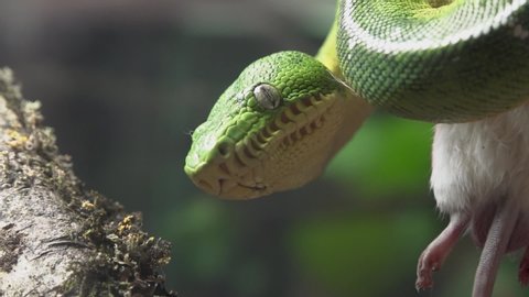 Emerald Tree Boa Snake with Mouse