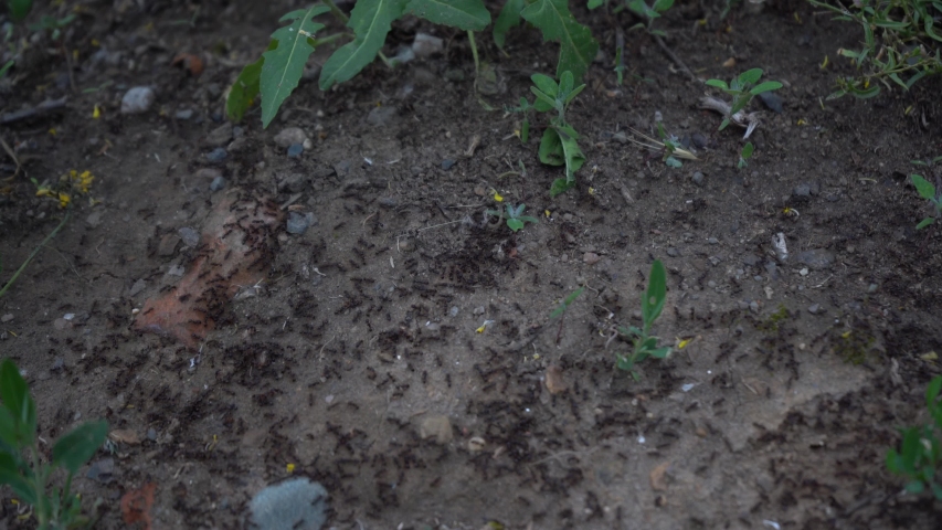 
ants walk on the ground in a park on clay during the day in the Czech Republic Royalty-Free Stock Footage #1054282694