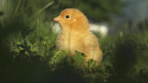 Baby Chick on green grass. Super cute Newborn Chicken in the garden