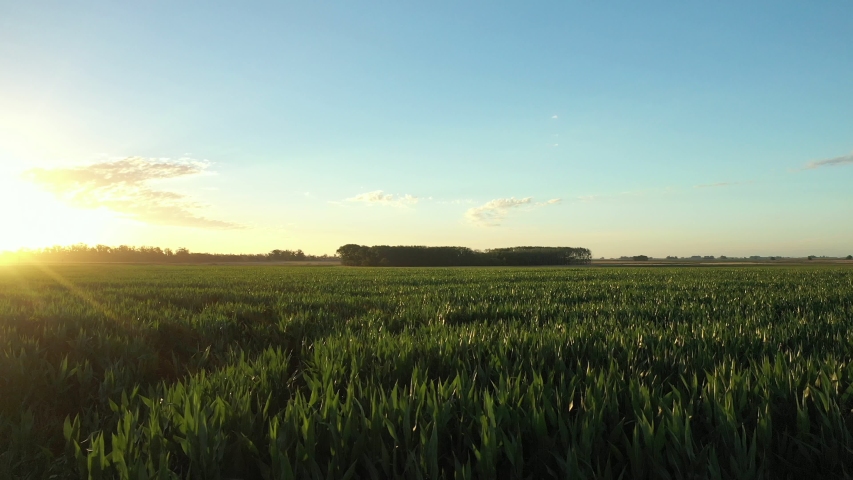 Sunset on a wheat field filmed in Drone in Argentina
