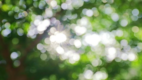 4K UHD Beautiful blur natural green with Sunlight shining through the leaves of trees, Natural blur background, Abstract nature green bokeh background. leaves moving with the wind.