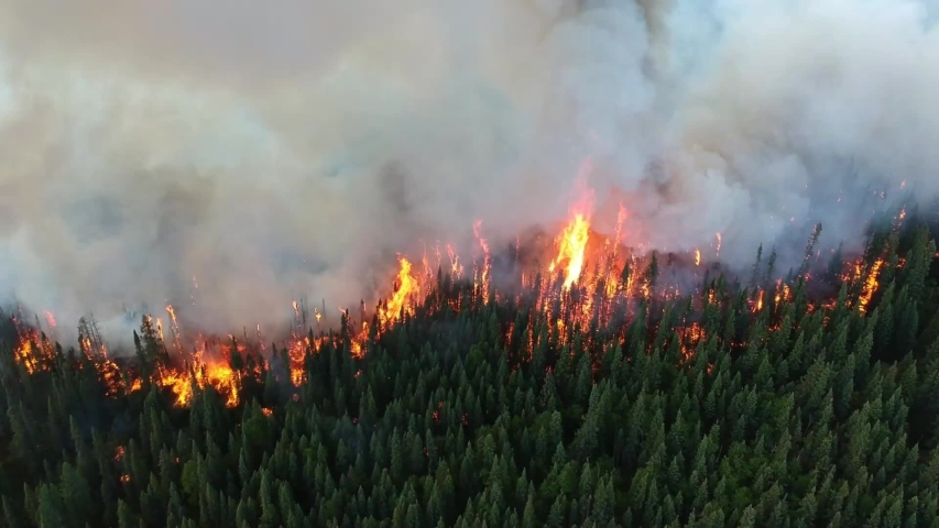 Epic horrible wildfire pine trees forest disaster, burning conifer trees | Shutterstock HD Video #1054291703