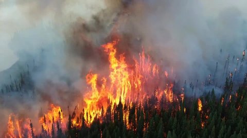 epic horrible wildfire pine trees forest disaster, burning conifer trees
