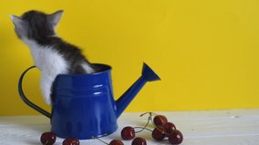 Portrait of one cute tabby, funny little kitten sits in a blue watering can and looks around, then climbs out and 
leaves. Yellow background, copy space, studio video. Footage, fluffy home pet. 