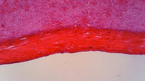 Microscope Human Fibrous Connective Tissue 1000x