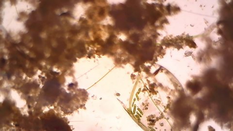 Microscope Freshwater Pond Algae and Plankton Paramecium 800x