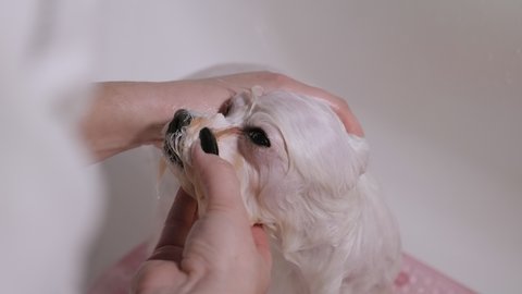 A close-up of a dog groomer bathes a dog Bichon Bolognese in the bathroom with a special shampoo for dog hair. Care for a dog Bichon Bolognese close-up. Veterinarian.