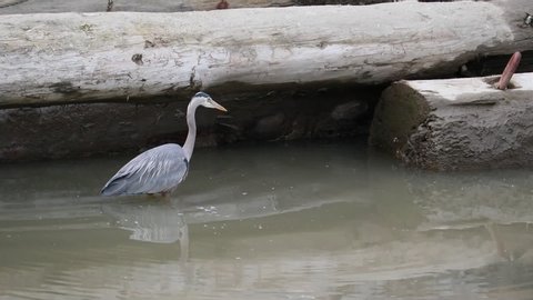 heron fishing in fraser river