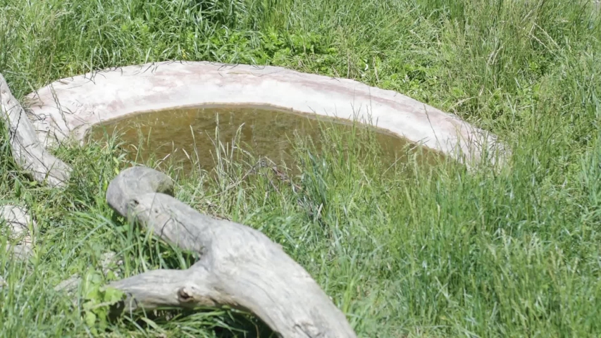 Wolverine (Gulo Gulo) bathing at hot summer day
