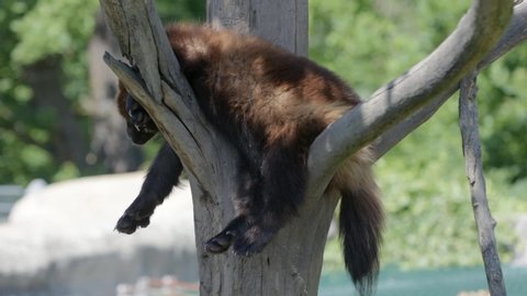 Wolverine (Gulo Gulo) resting on a branch
