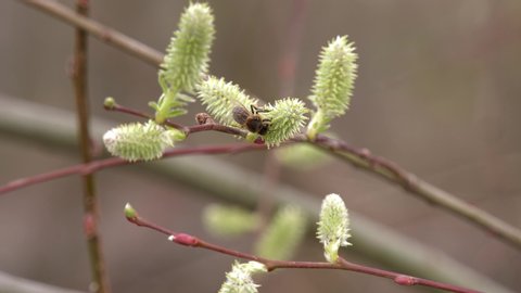 the bee was looking for pollen on a flowering willow branch