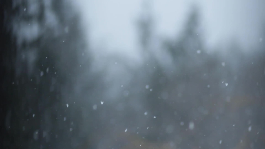 Winter snow snowfalls with snowflakes and forest trees | Shutterstock HD Video #1054299458