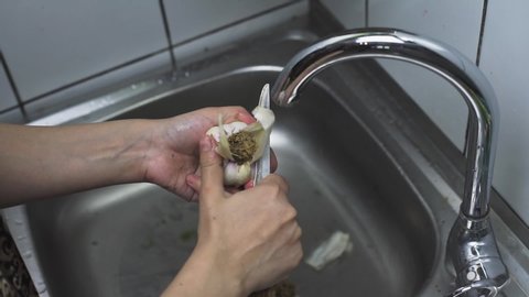Woman washing garlic in the kitchen. Woman cleans organic garlic under running water
