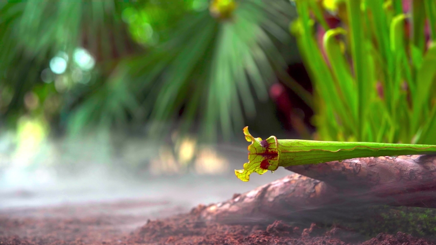 carnivorous buttercup plants at morning fog in the forest