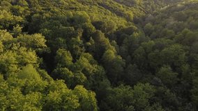 Aerial video above forest in evening light