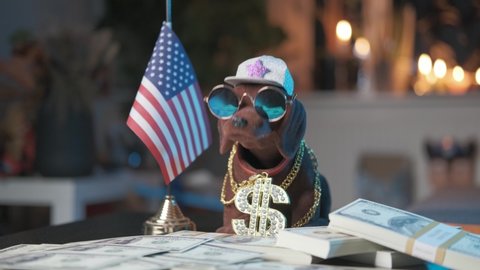 Nodding dog with gold and diamonds necklace, baseball hat, stacks of money and sunglasses, shaking his head next to an American flag. Right to left, slide shot.