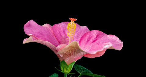 Slow motion, hibiscus flower blossoms on black background, Chinese rose, alpha channel