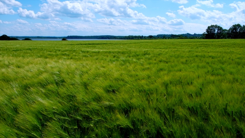 Wheat field with ears swaying in the wind | Shutterstock HD Video #1054304504