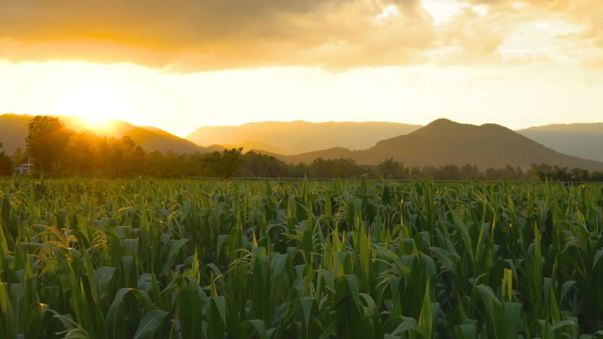 Landscape of corn field with blowing wind in evening and light shines sunset at countryside Thailand Royalty-Free Stock Footage #1054305887