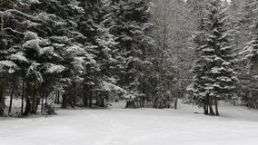 Snowfall in winter in the forest, soft snowy christmas morning with falling snow. Winter landscape. Snow covered trees. - Powered by Shutterstock - Get 15% off with code: PIKWIZARD15